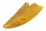 Serrated, Raptor Tooth - Real Dinosaur Tooth #291866-1